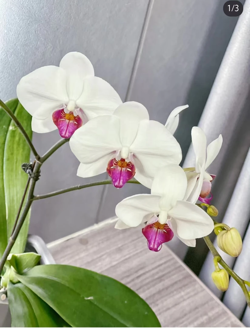 《一见钟情》蝴蝶兰2.8剪花剑发货 【满30米包邮发货】