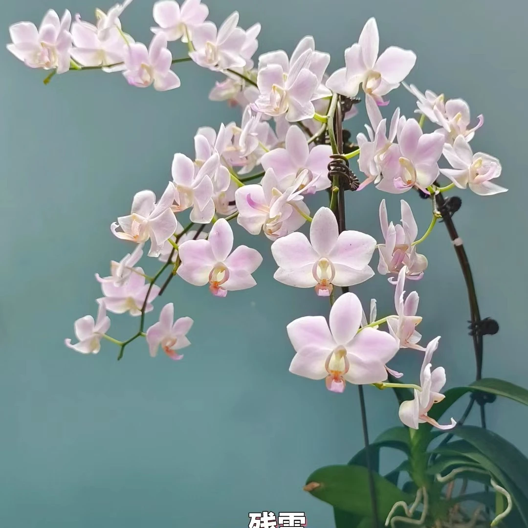 3.0《残雪》蝴蝶兰-3.0杯苗子发货