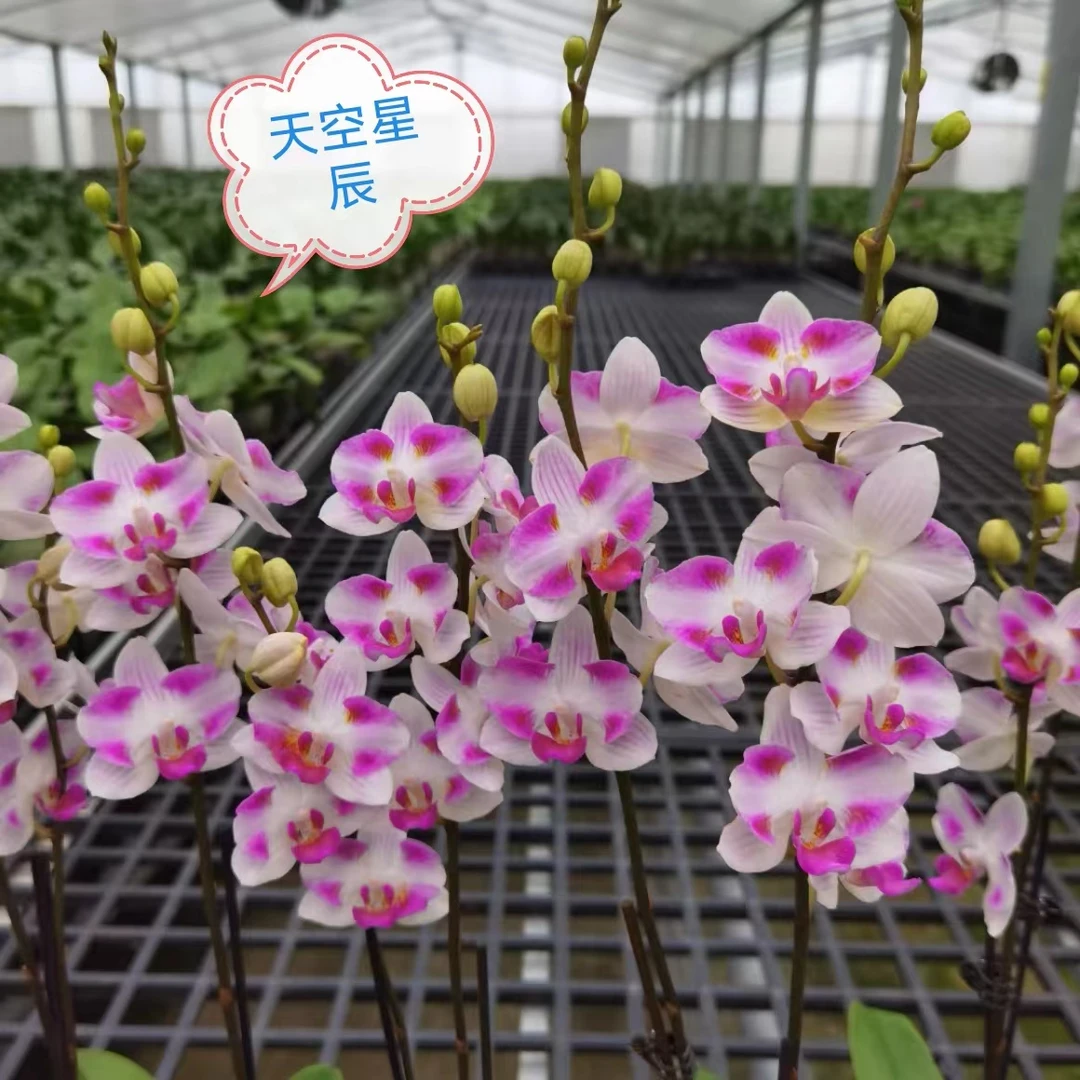 瑕疵苗《天空星辰》2.8杯剪过花剑发货【满30发货】