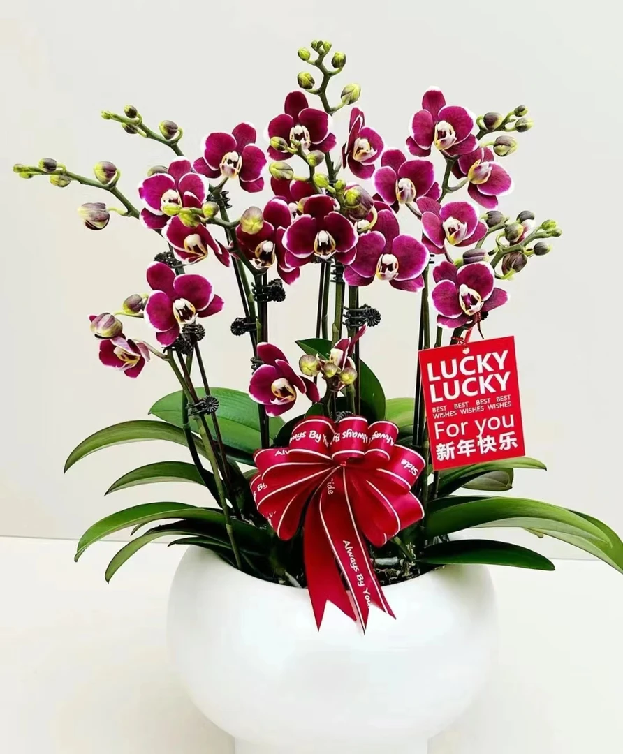 《巧克力》蝴蝶兰-3.0寸杯大苗子发货没有花剑【满30元发货】