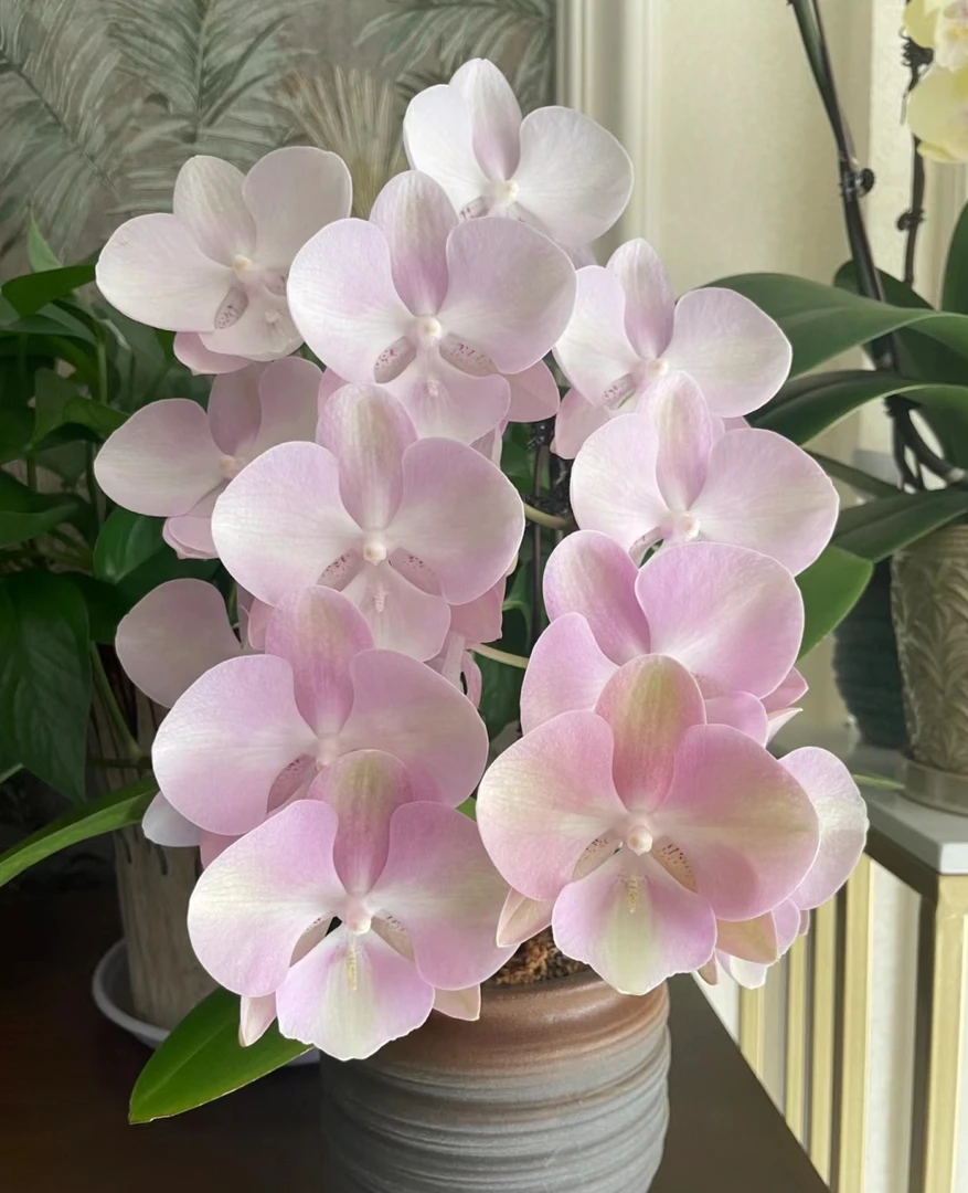 苗子《威尼斯》蝴蝶兰大舌头2.8杯苗子发货 【满30元发货】