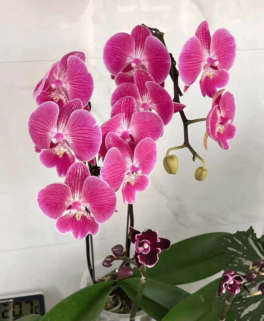特价处理不售后【性感】2.8杯苗子发货，没花剑。一颗不邮【满30包邮】