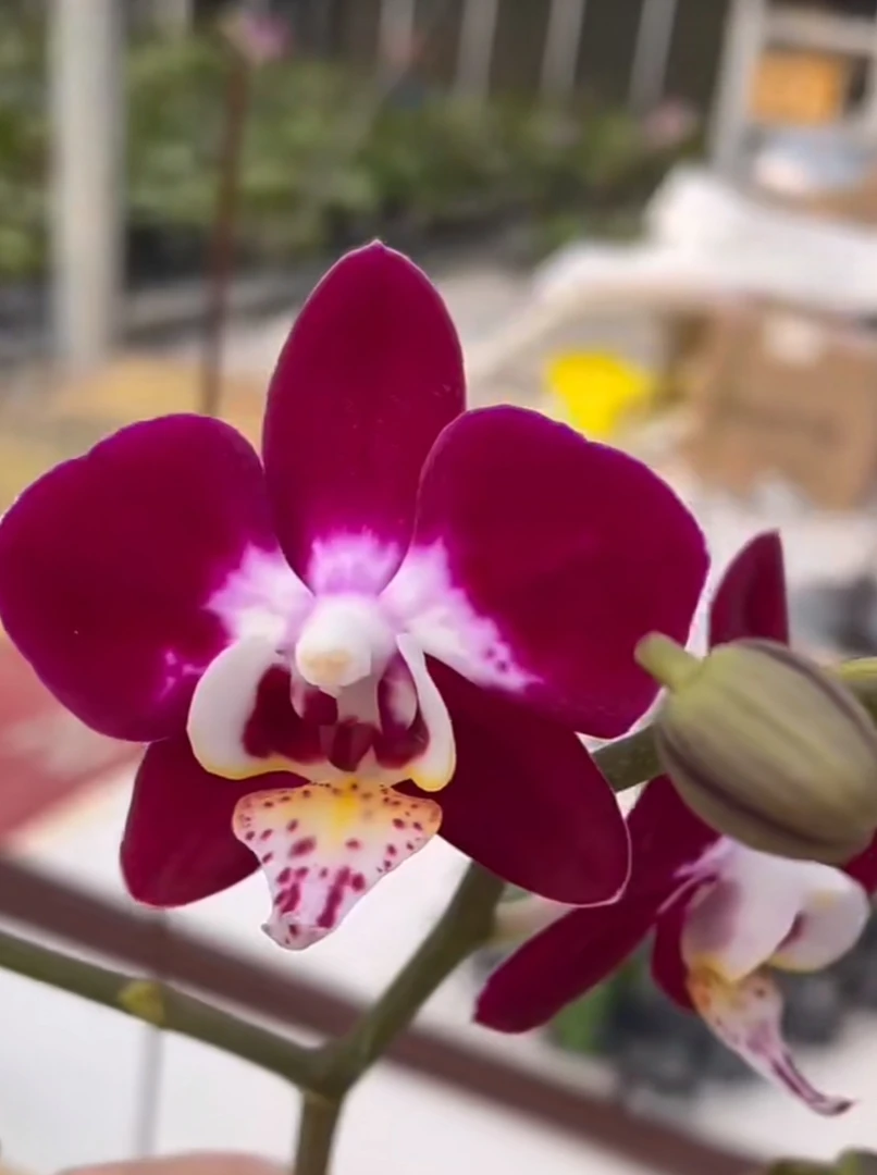 破损苗处理【银河》蝴蝶兰-2.8寸杯苗子发货【满30米包邮发货】