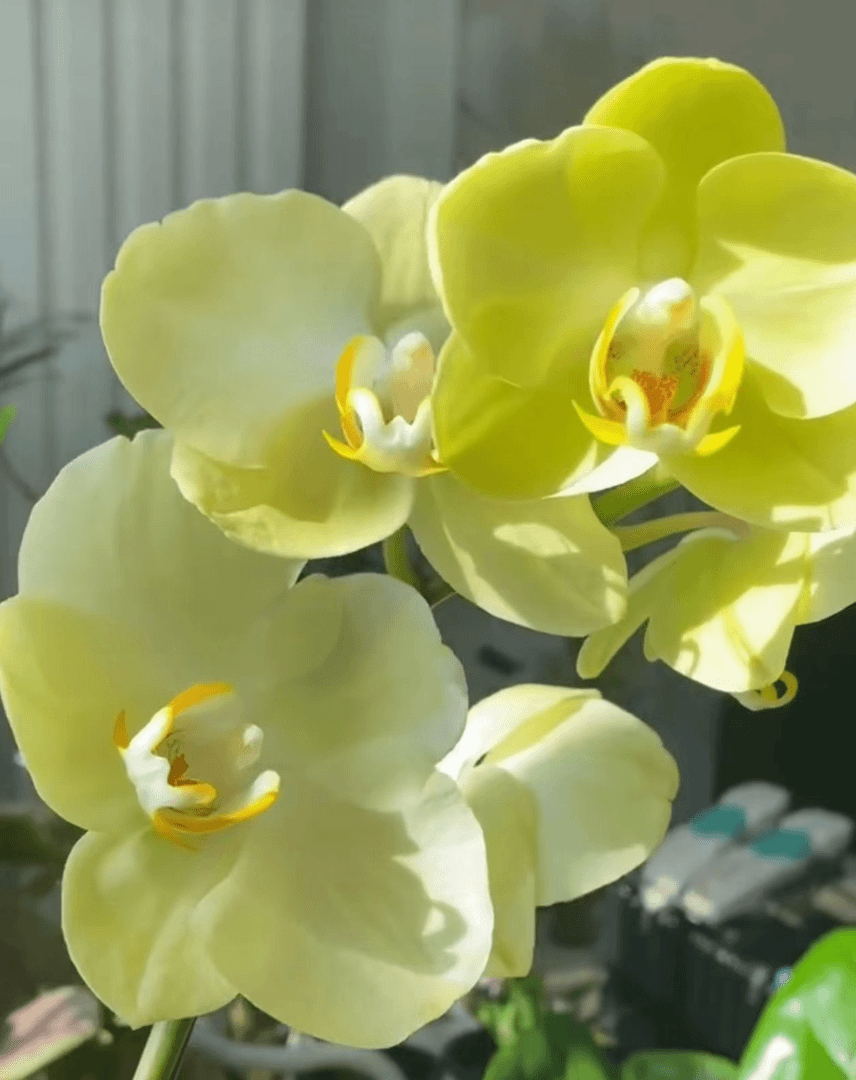 2.8【芳美神话】2.8杯苗子发货，没有花剑一颗不邮【满30包邮】