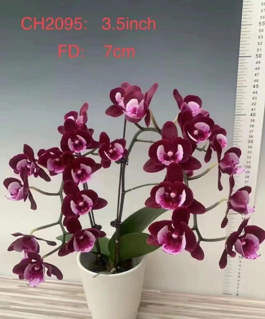 2.8【妖精】蝴蝶兰新 苗子发货【满2颗包邮】