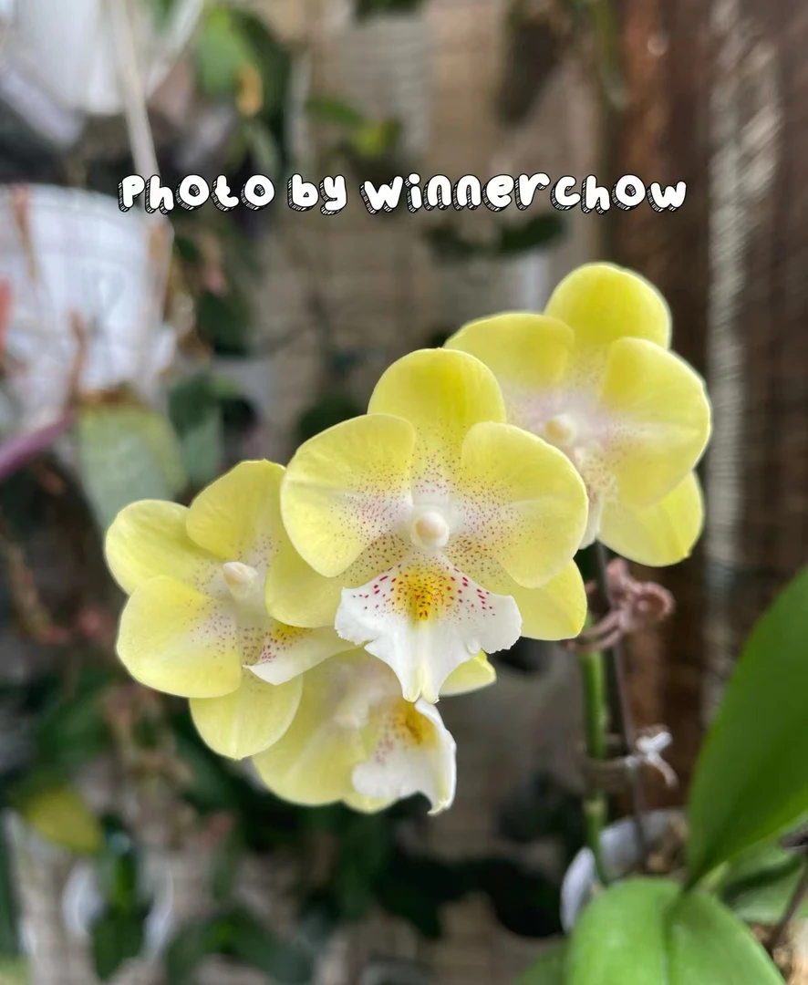 瑕疵苗处理《瓦力》蝴蝶兰-2.8寸苗子发货剪过自然梗【凑满2单发货】