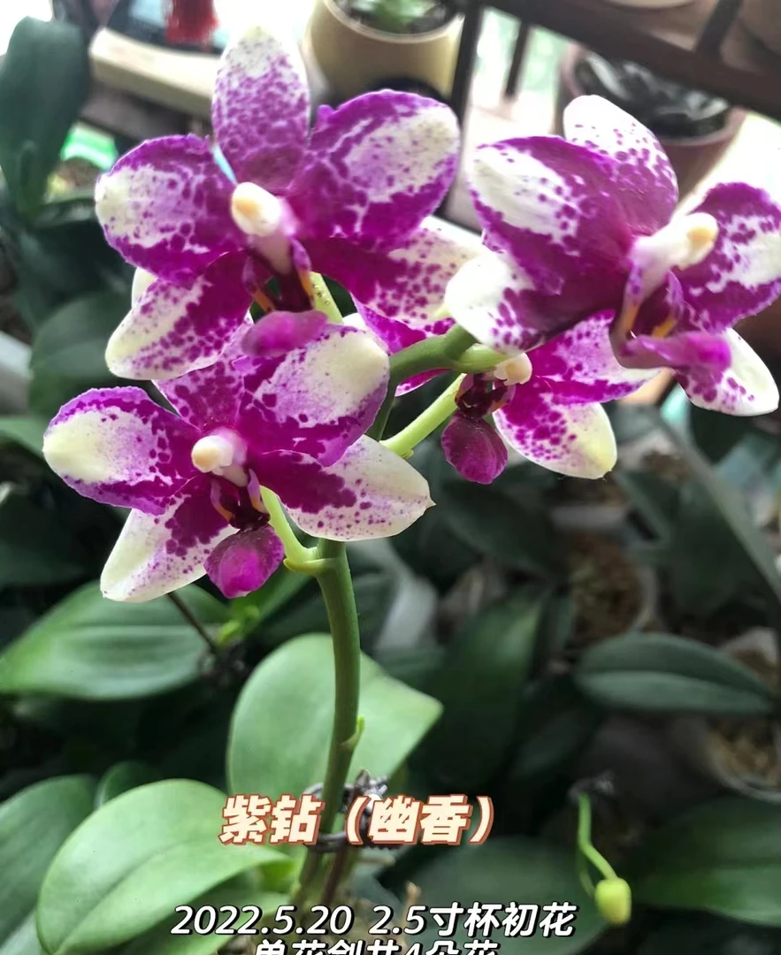 瑕疵苗2颗一组《紫钻》蝴蝶苗 品种原因很小嫌小勿拍【凑2颗包邮】