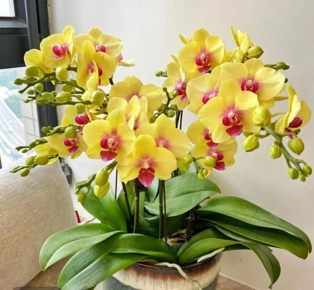 处理瑕疵抽剑《朝日》2.8杯蝴蝶兰带剑发货，有花剑【满2颗包邮】