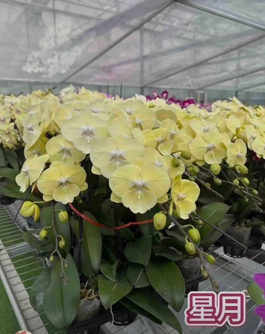 《星月》蝴蝶兰2.8寸杯苗子发货 没有花剑【任意凑满2颗发货】