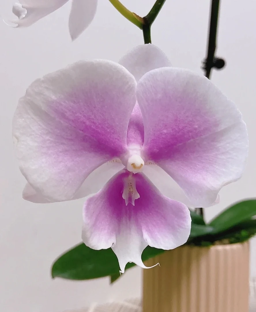 《梦幻婚礼》蝴蝶兰2.8杯半成熟苗子发货，没有花剑【满30元发货】