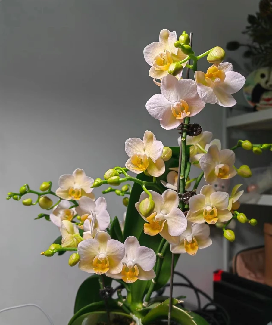 处理破损无售后《勃艮第》3.0杯蝴蝶兰苗子发货，没花剑【满30元发货】