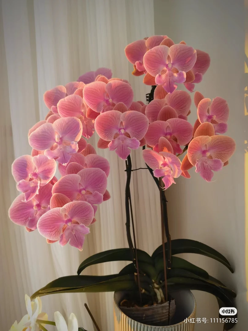 苗【唯美5618】蝴蝶兰2.8杯没有花剑【满30元发货】