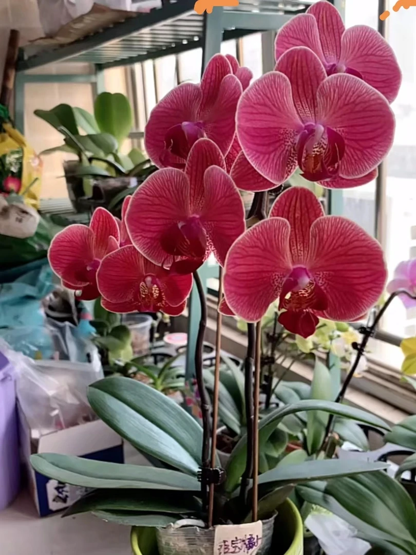 瑕疵苗《聚宝柑橘》3.5杯蝴蝶兰苗子发货，没有花剑【满30元发货】