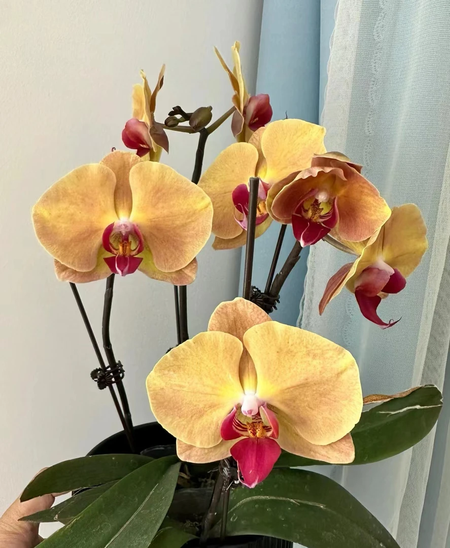 处理苗《芳美钻石》蝴蝶兰3寸杯苗子发货 没有花梗【满30米包邮发货】
