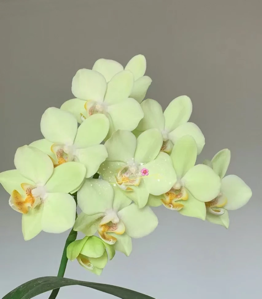 刚抽梗《绿水晶》蝴蝶兰2.8有花剑【满30元发货】