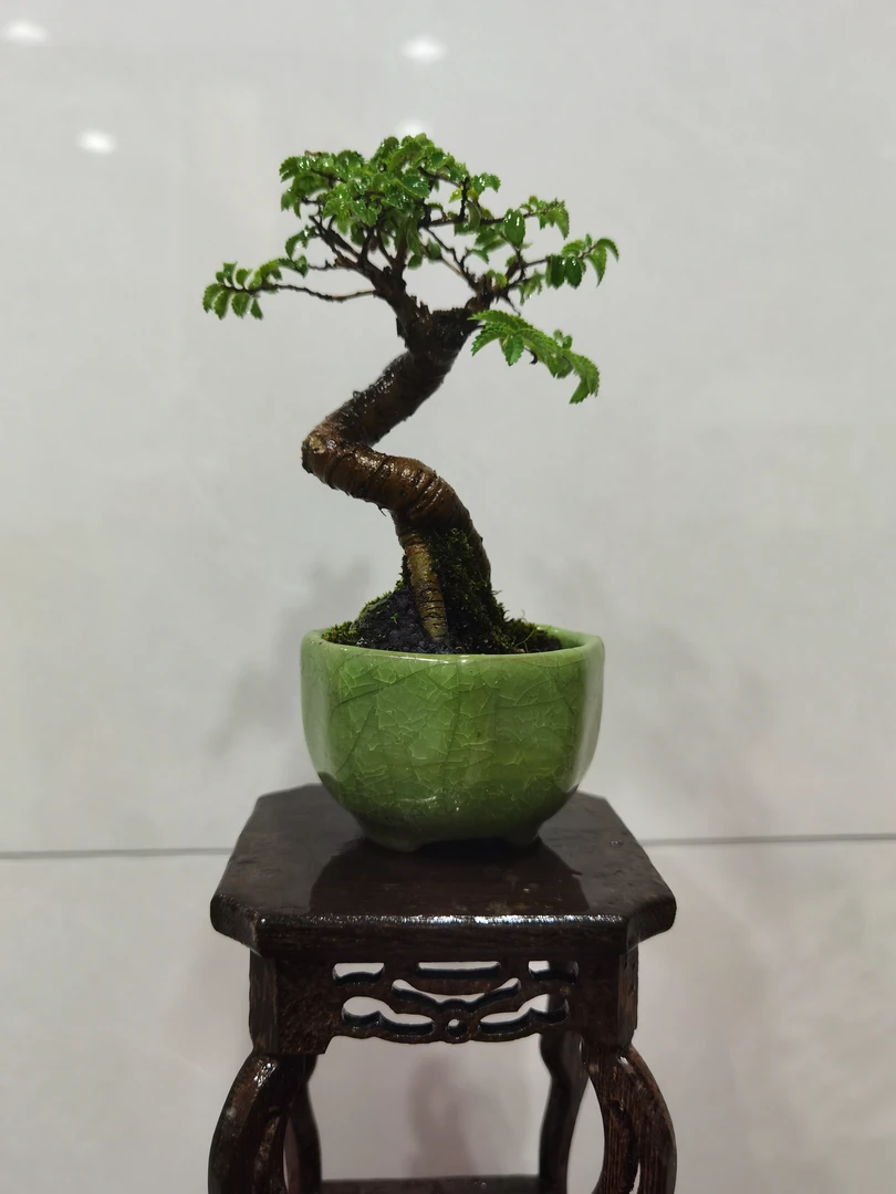 老鸦柿花卉绿植素材盆栽