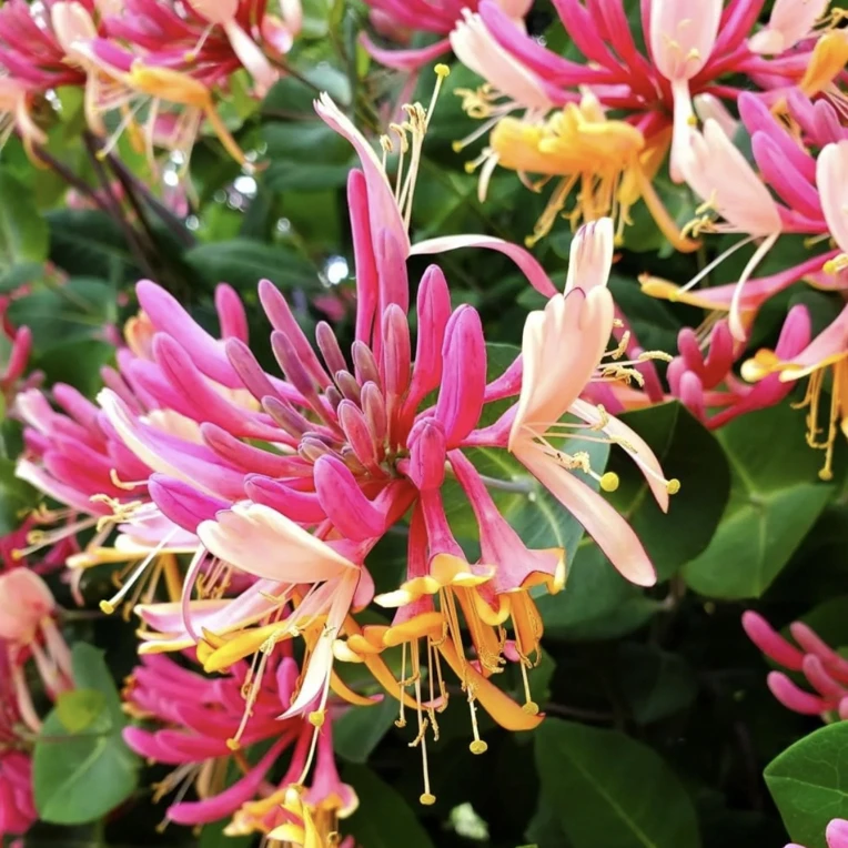 京九红金银花【稀有花色】