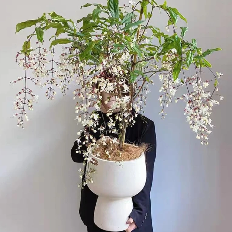 泰国垂丝茉莉【白玉蝴蝶】棒棒糖老桩花苞超多，开花如群蝶飞舞！