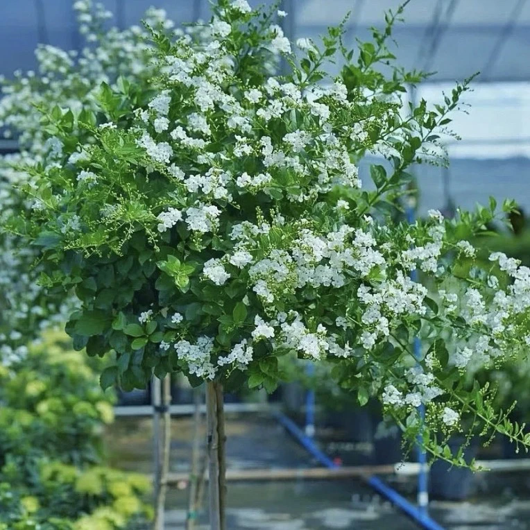 稀有品种雪白蕾丝金露花【老桩棒棒糖】仙气飘飘