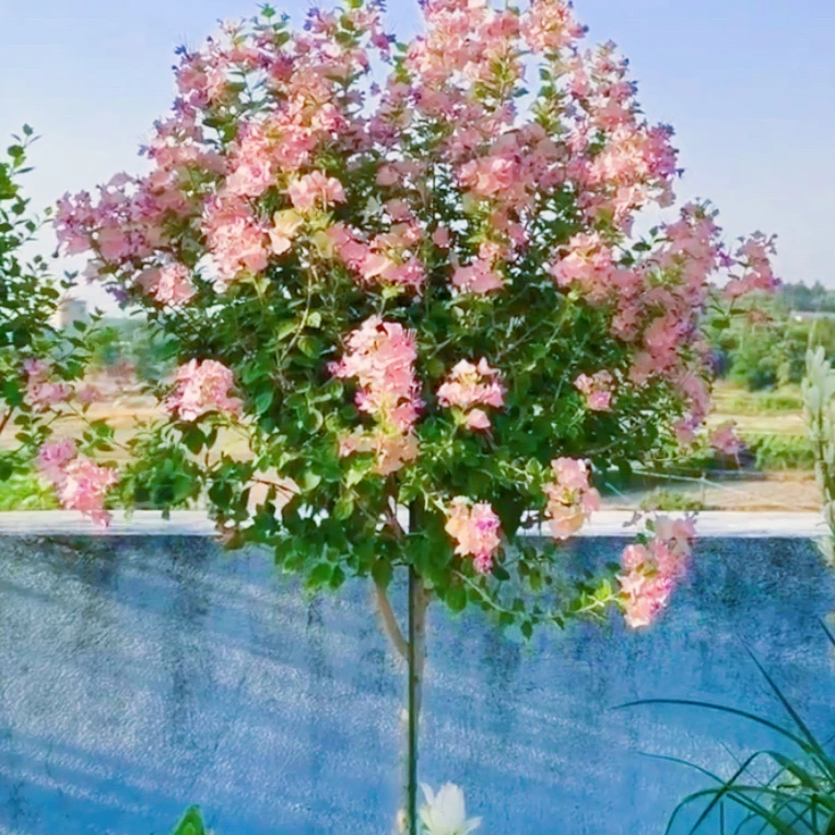 粉苞冬红【蝶心花】美丽笠桐 花期超长耐热耐晒阳台庭院盆栽