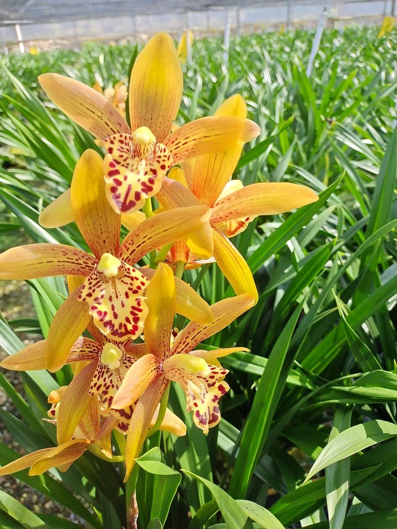 东方美人小花蕙兰一杆多花金黄大花