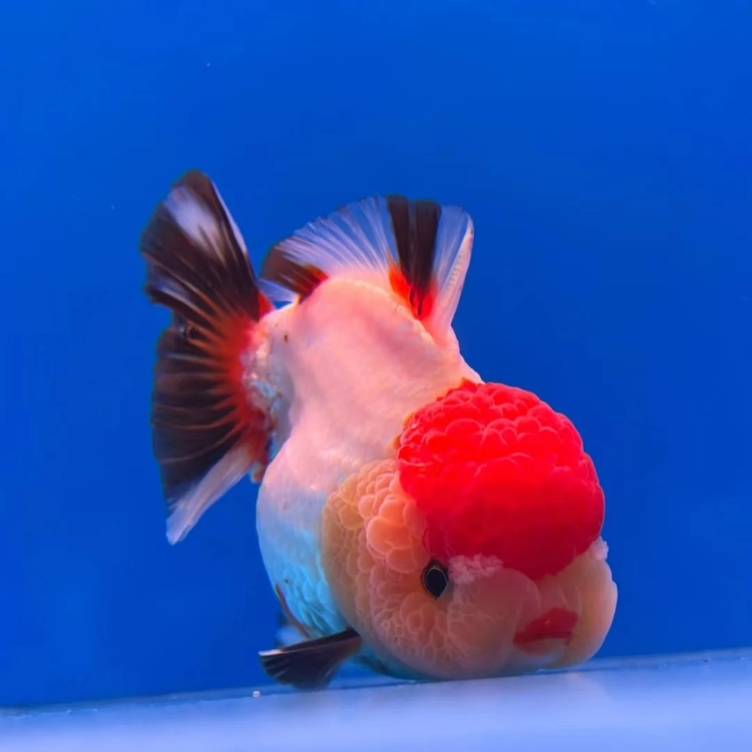 精品观赏金鱼 泰狮元宝兰寿顶红将军玛丽 活体养殖冷水鱼耐活好养