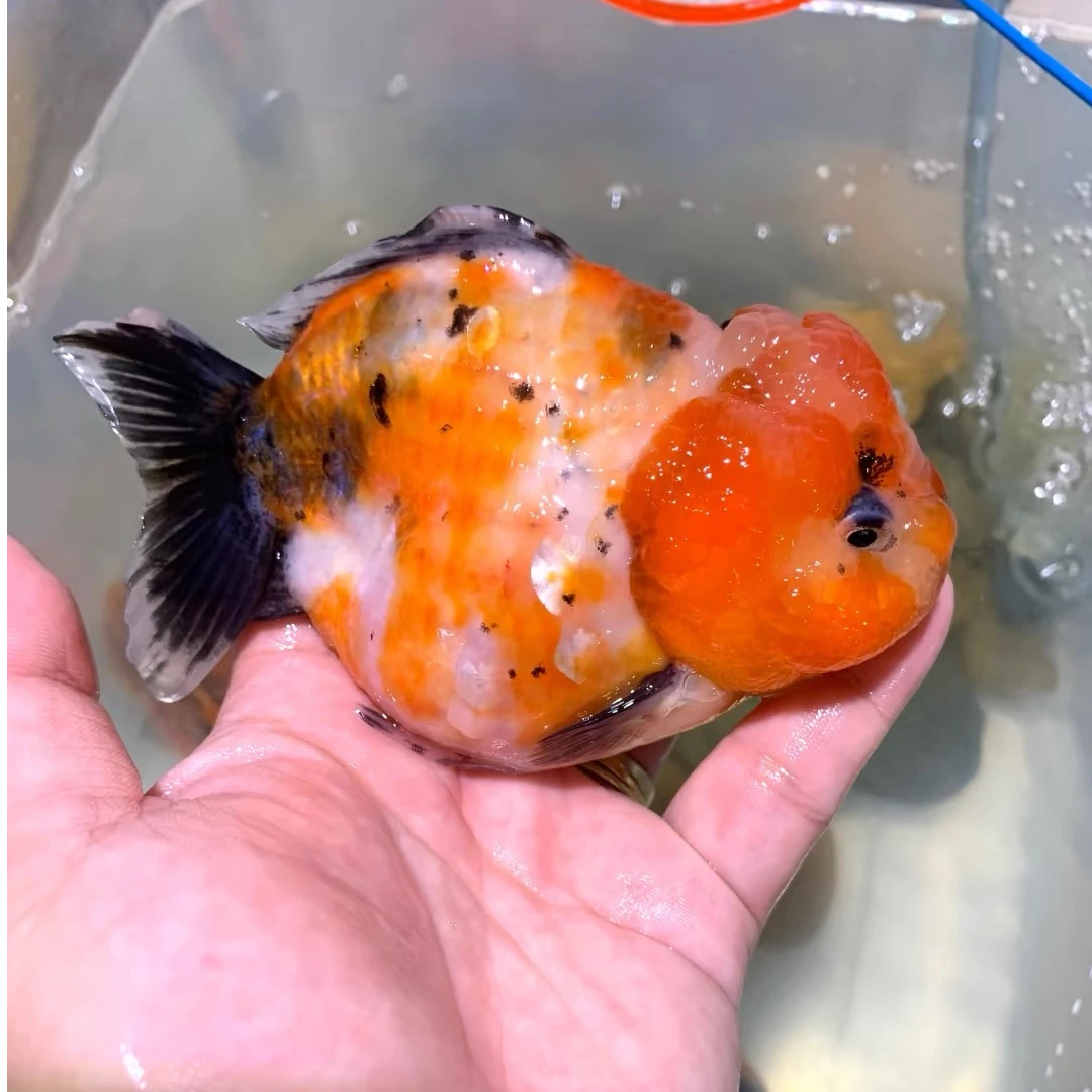惊喜盲盒 精品观赏金鱼专拍耐活好养 元宝 百褶泰狮 兰寿小鱼