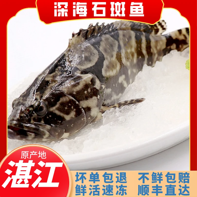 杀4条5-5.2斤新鲜嫩深海捕捞龙胆石斑鱼锁鲜活清蒸营养发货