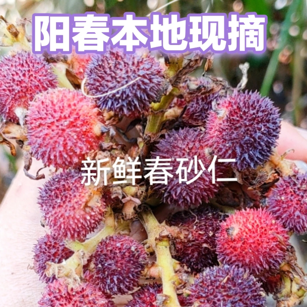 2024年鲜春砂仁果阳春本地新鲜采摘发货包邮鲜果
