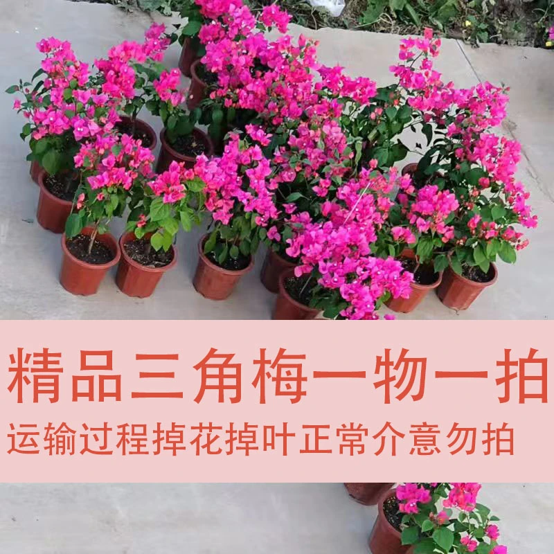 【一物一拍】三角梅 花卉 花友减速带