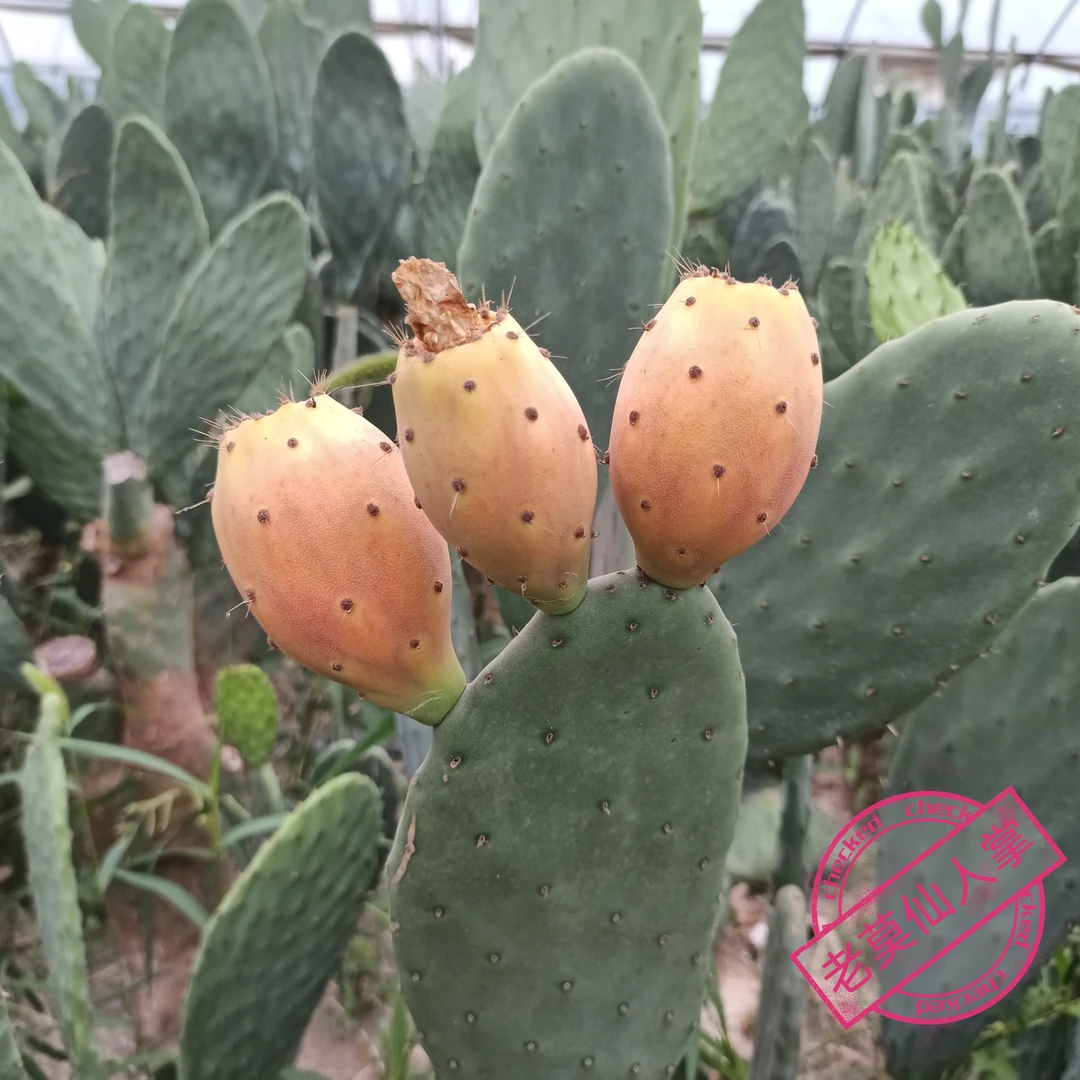 仙人掌绿植米邦塔仙人掌种植嫁接仙人掌多肉植物盆景观园林绿化树
