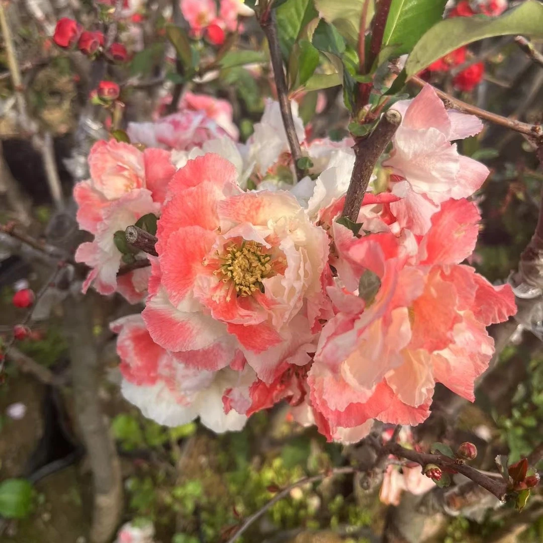 原生大花彩玉海棠花渐变色花卉盆栽地栽室内外阳台
