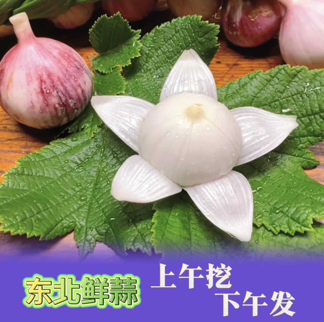 25年新上市开原老城鲜独头蒜小果