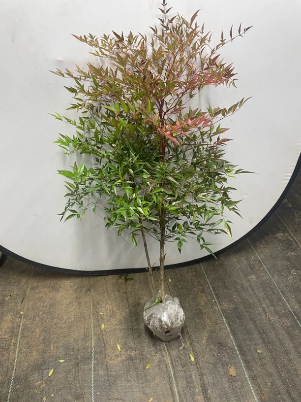 南天竹盆栽地栽水培植四季不落叶庭院别墅植精美盆栽天气越冷越