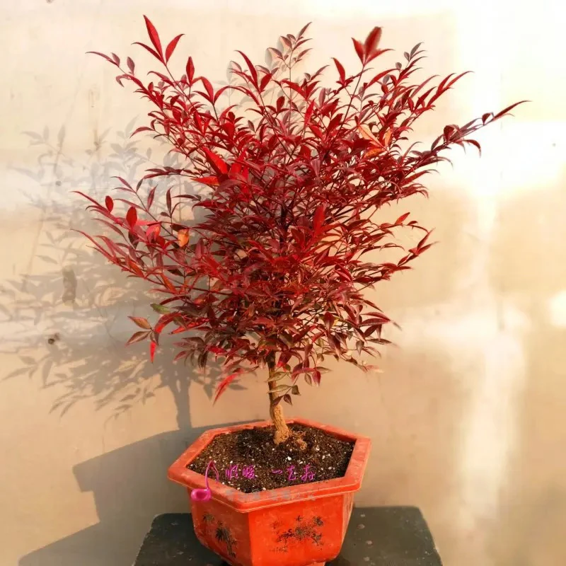 火焰南天竹四季不落叶庭院别墅植物精美盆栽好养植物