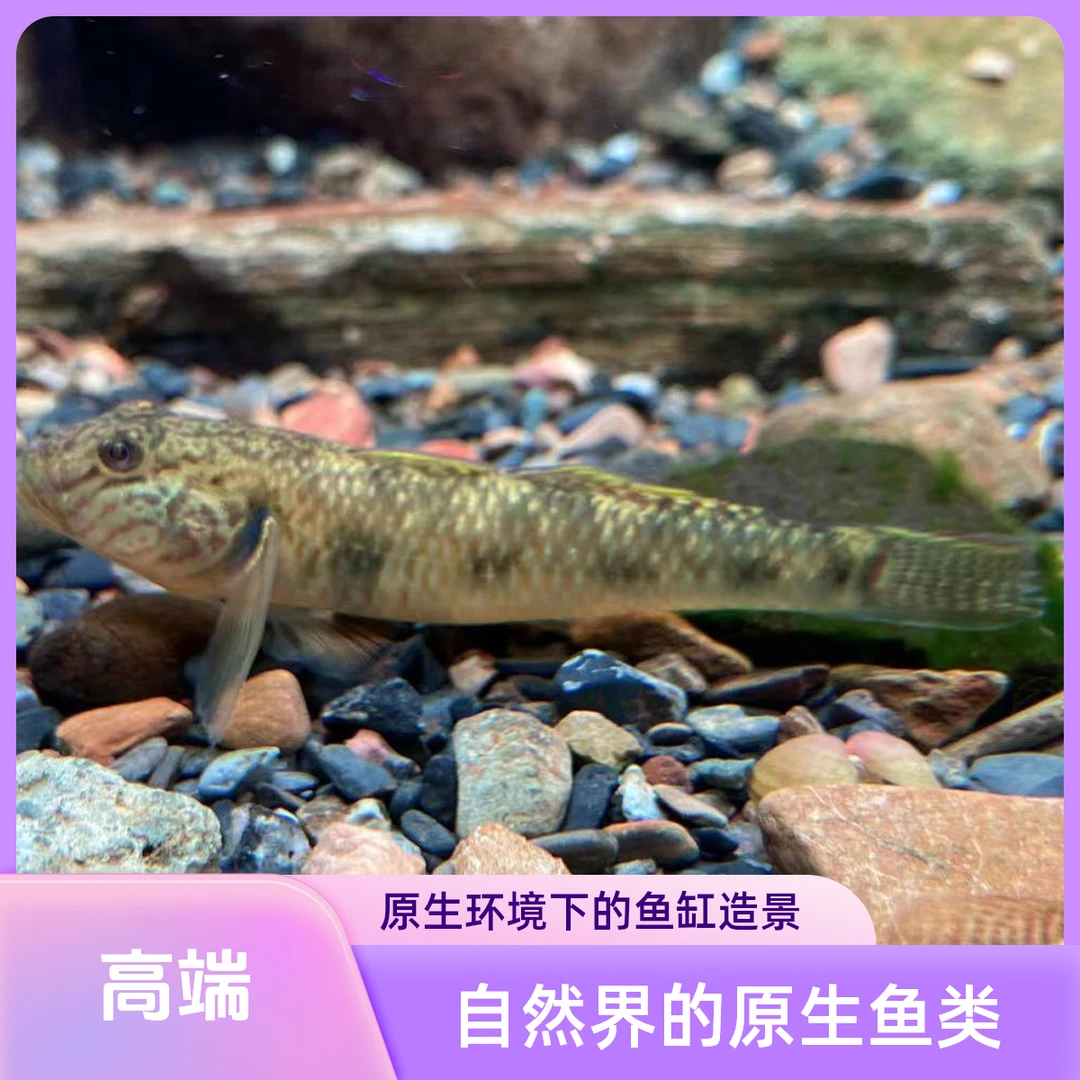 子陵虾虎原生观赏鱼生态缸鱼