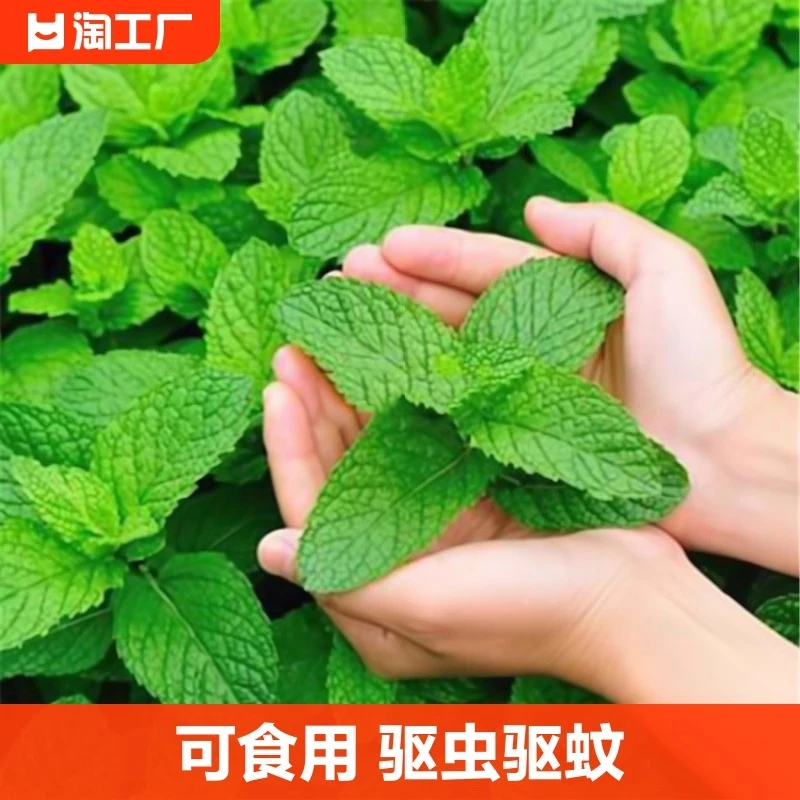 薄荷种子 室内盆栽种植猫薄荷阳台留兰香 驱蚊草