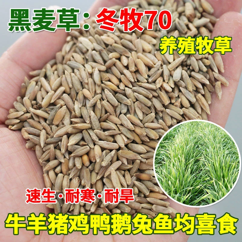 冬牧70黑麦草种子宽叶秋冬麦草耐寒高产蓄牧草猪牛羊鸡鸭鹅鱼草籽