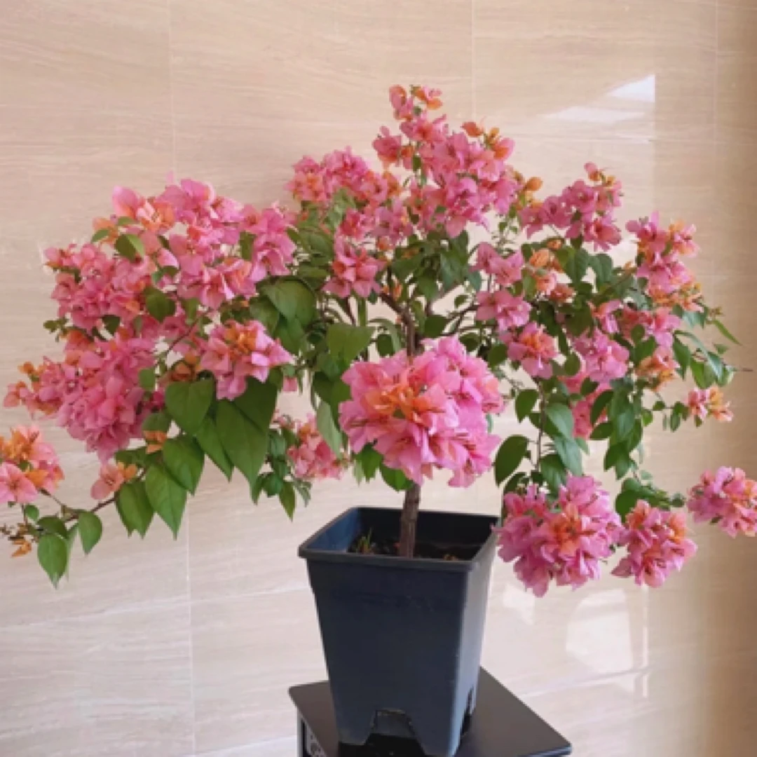 金发女郎三角梅带盆带土带花发货四季勤花爆花机器可爬藤