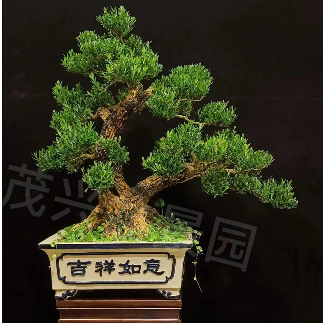 广东雀舌皱皮黄杨高端盆景/12公分双杆大矮霸/单品专链