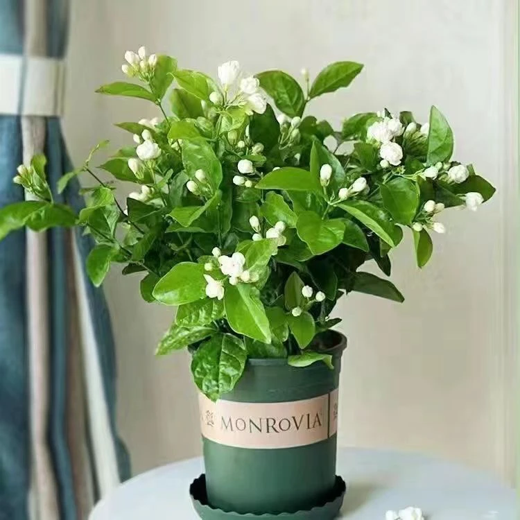 重瓣茉莉花盆栽带花苞浓香型室内绿植花卉驱四季开花好养