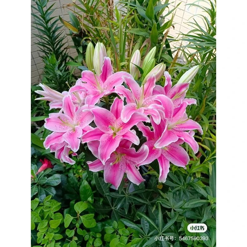 蓝天/四季可种百合花球 (索邦香水百合)12/14阳台庭院盆栽