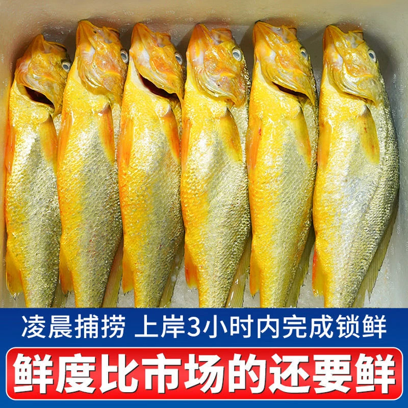 纯野生小黄花鱼发四斤顺丰冷链包邮
