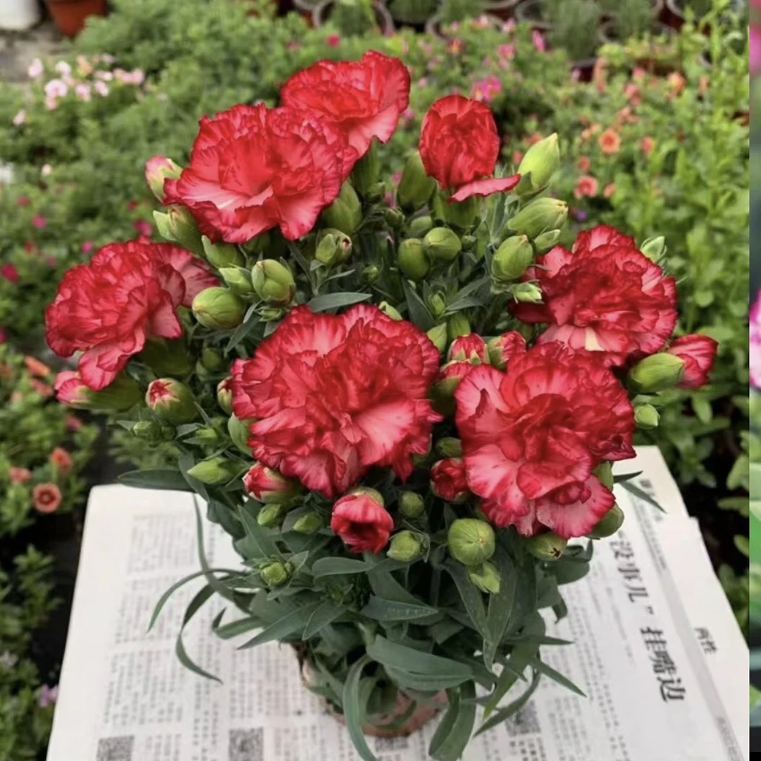 康乃馨盆栽带花带花苞石竹四季常绿开花室内阳台绿植好养活年宵花