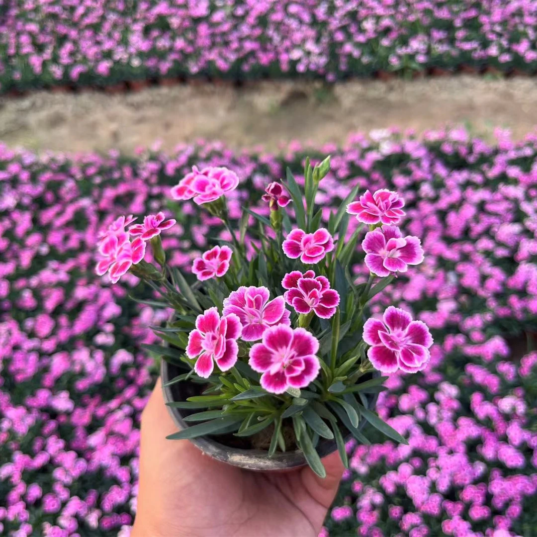 欧石竹花苗初吻石竹四季开花草坪耐寒耐旱庭院盆栽绿化宿根粉贝