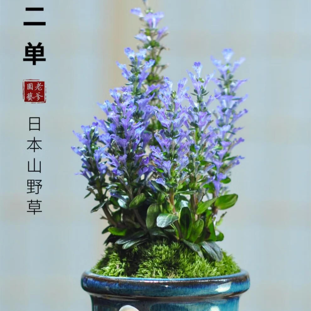 【专属达人】姬十二单筋骨草宿根花卉耐寒耐旱耐阴庭院绿化四季常绿