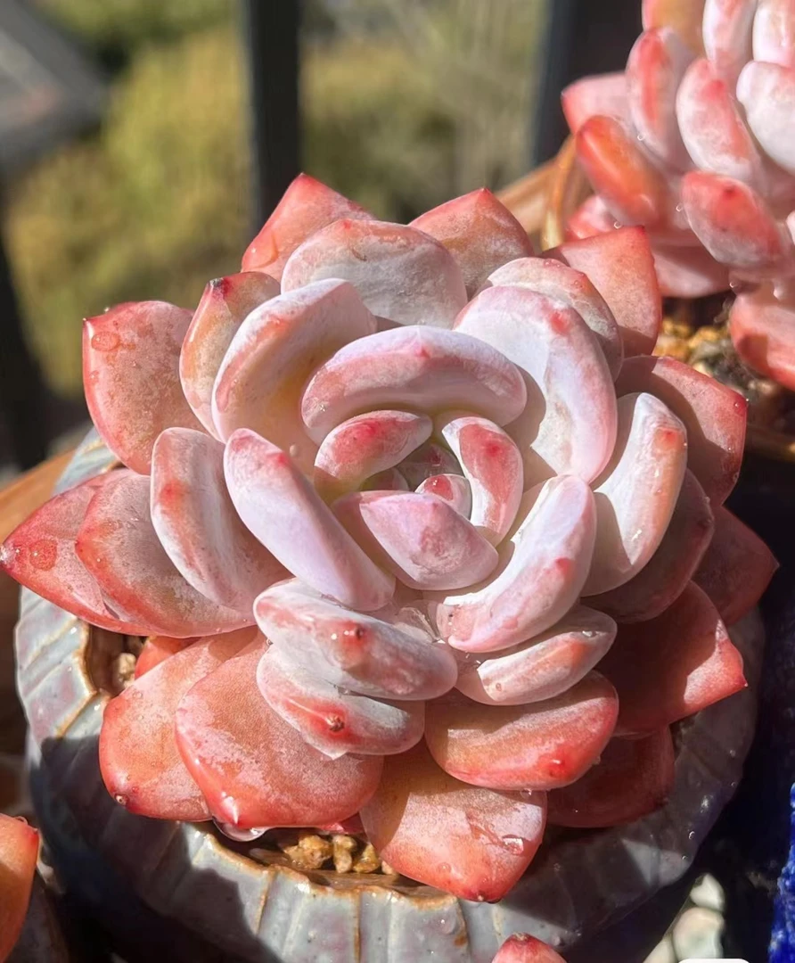 满18元包邮精美多肉白桃汽水（以直播间展示为准）