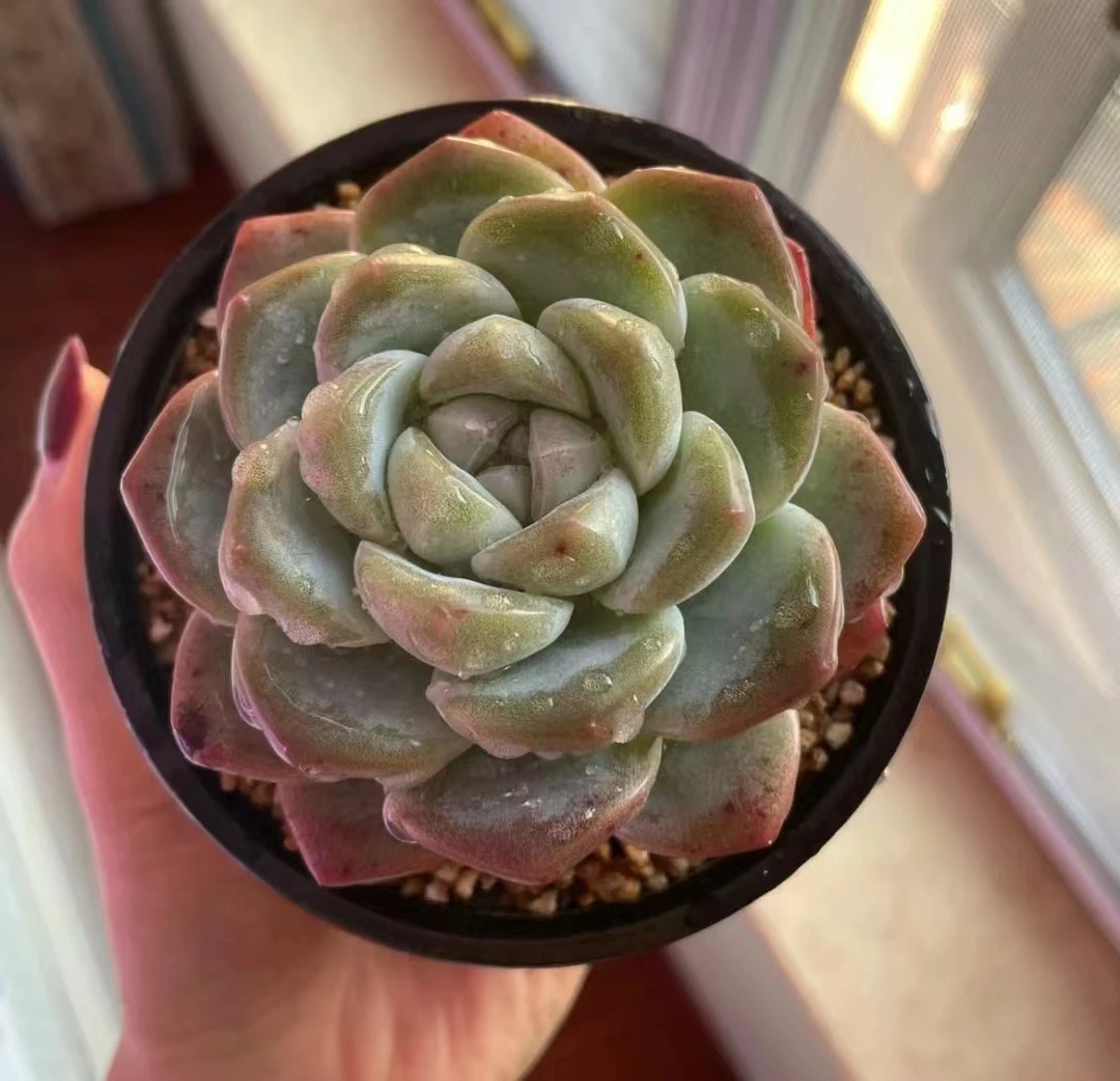 满18元包邮精美多肉 冰玉大祖宗单双混（以直播间展示为准）