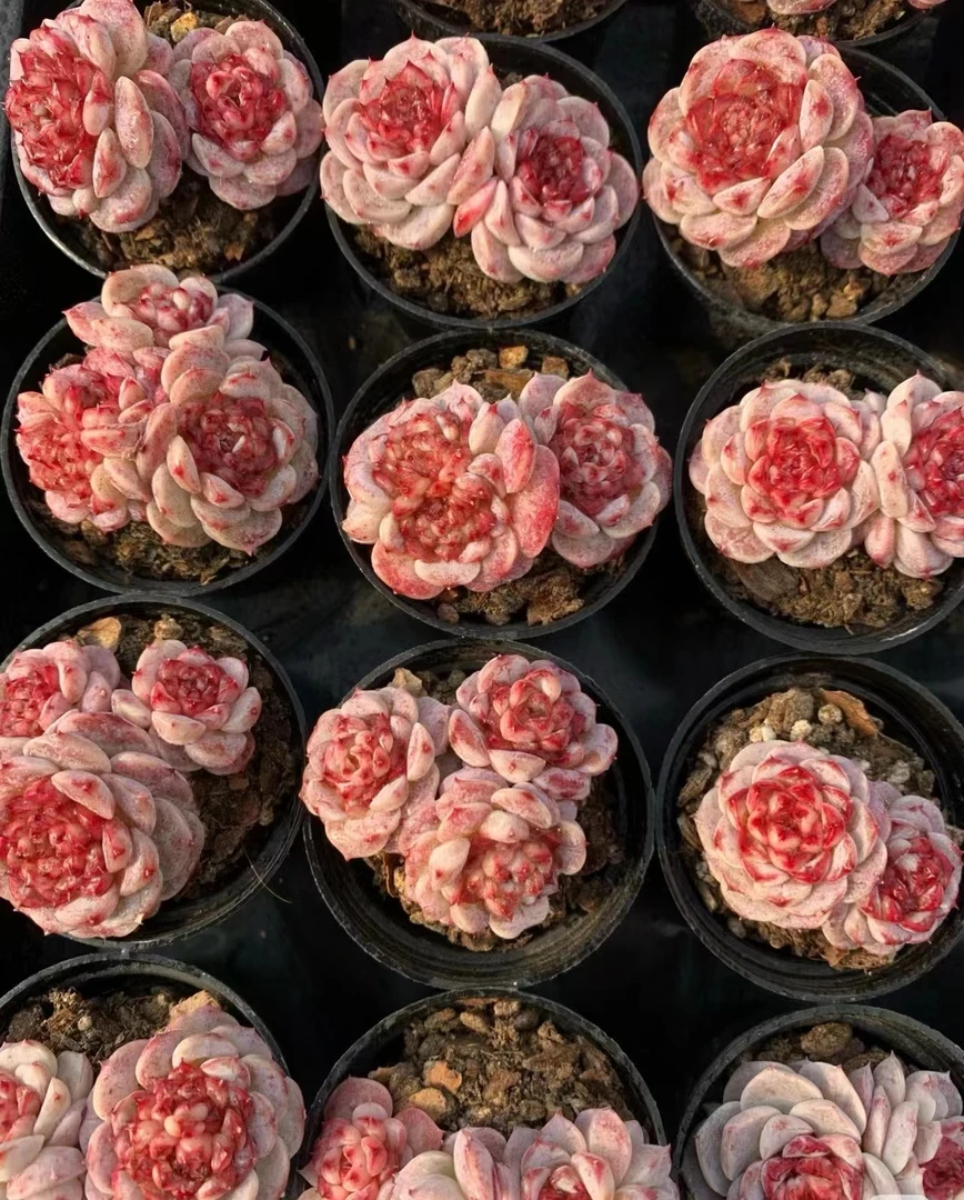 满18元包邮精美多肉天鹅绒2颗 （以直播间展示为准）