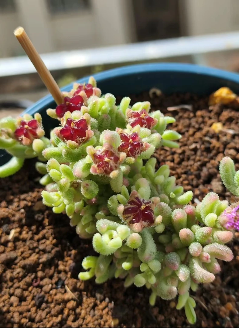 满18元包邮精美多肉枝干番杏  冰晶（以直播间展示为准）